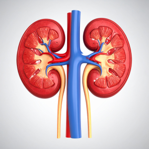 Kodėl nuolatinis nuovargis gali būti ženklas, kad jūsų inkstams reikia pagalbos?